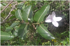 Cryptostegia grandiflora